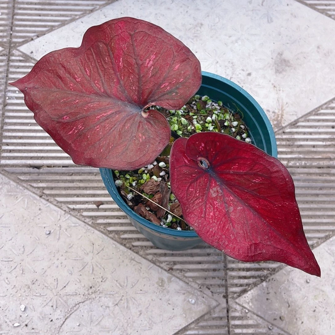 完全开放泰彩一物一拍9675