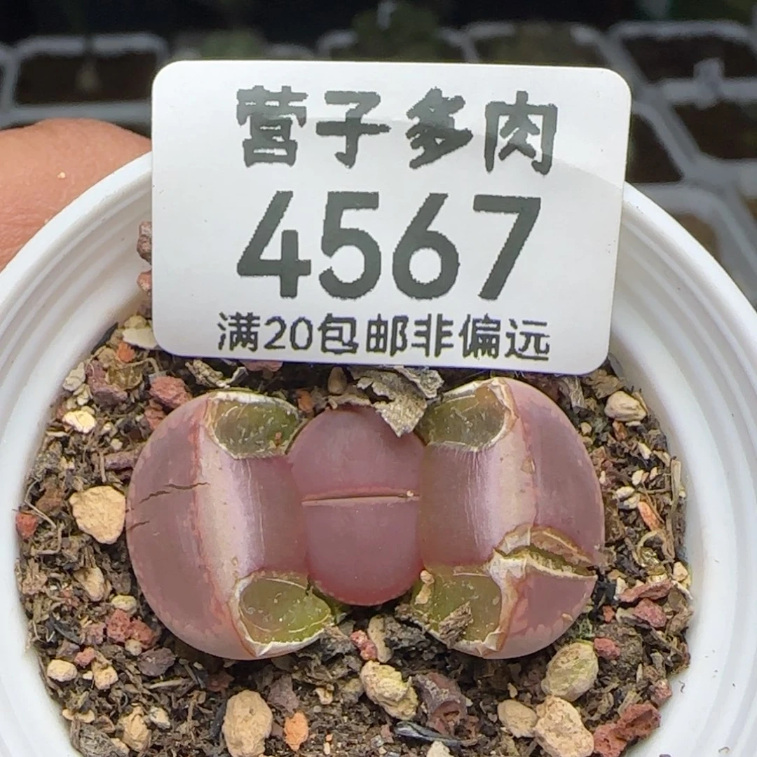 带盆土KO带盆土。