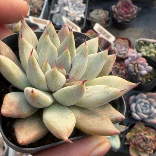 263美人杂多肉植物多