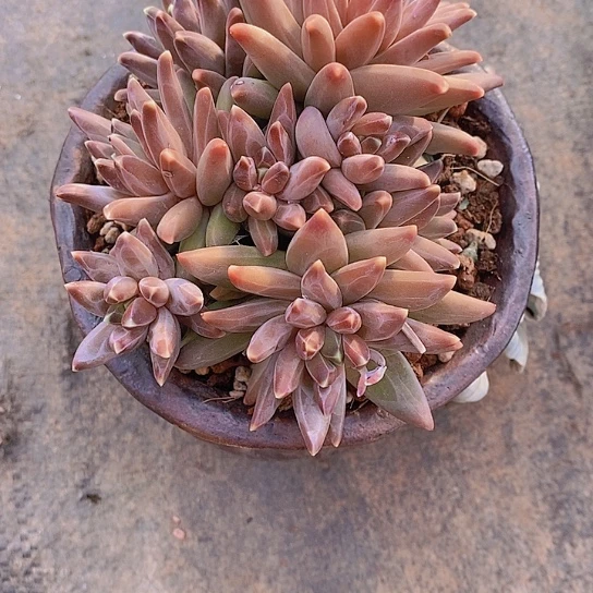 玉*高美人多肉植物