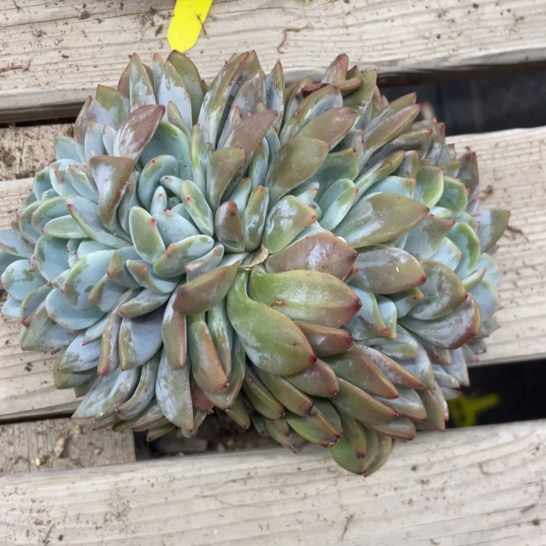 七****石榴子星影缀化朵朵缀无砍无摘七七