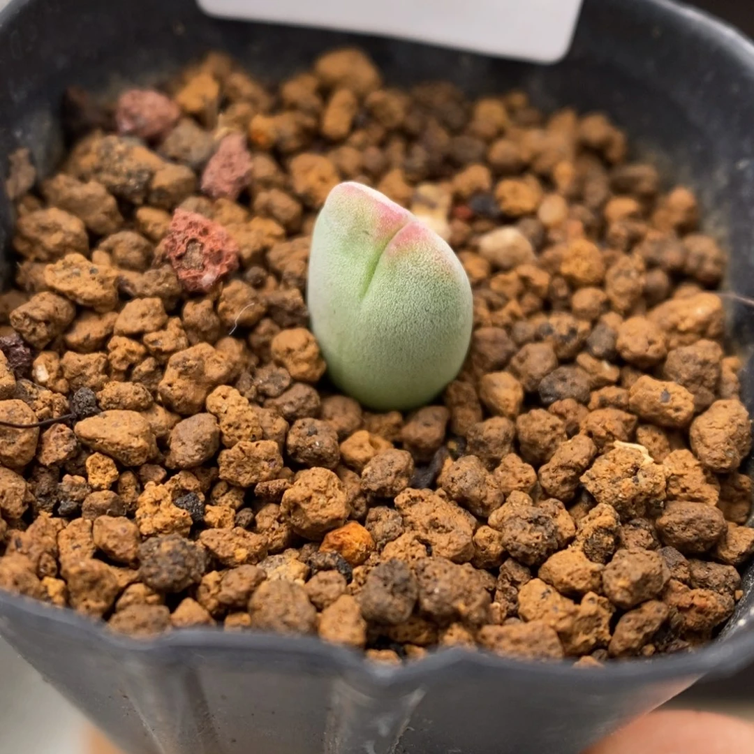 多肉植物肉锥杂交K-3283 将杂 厚绒