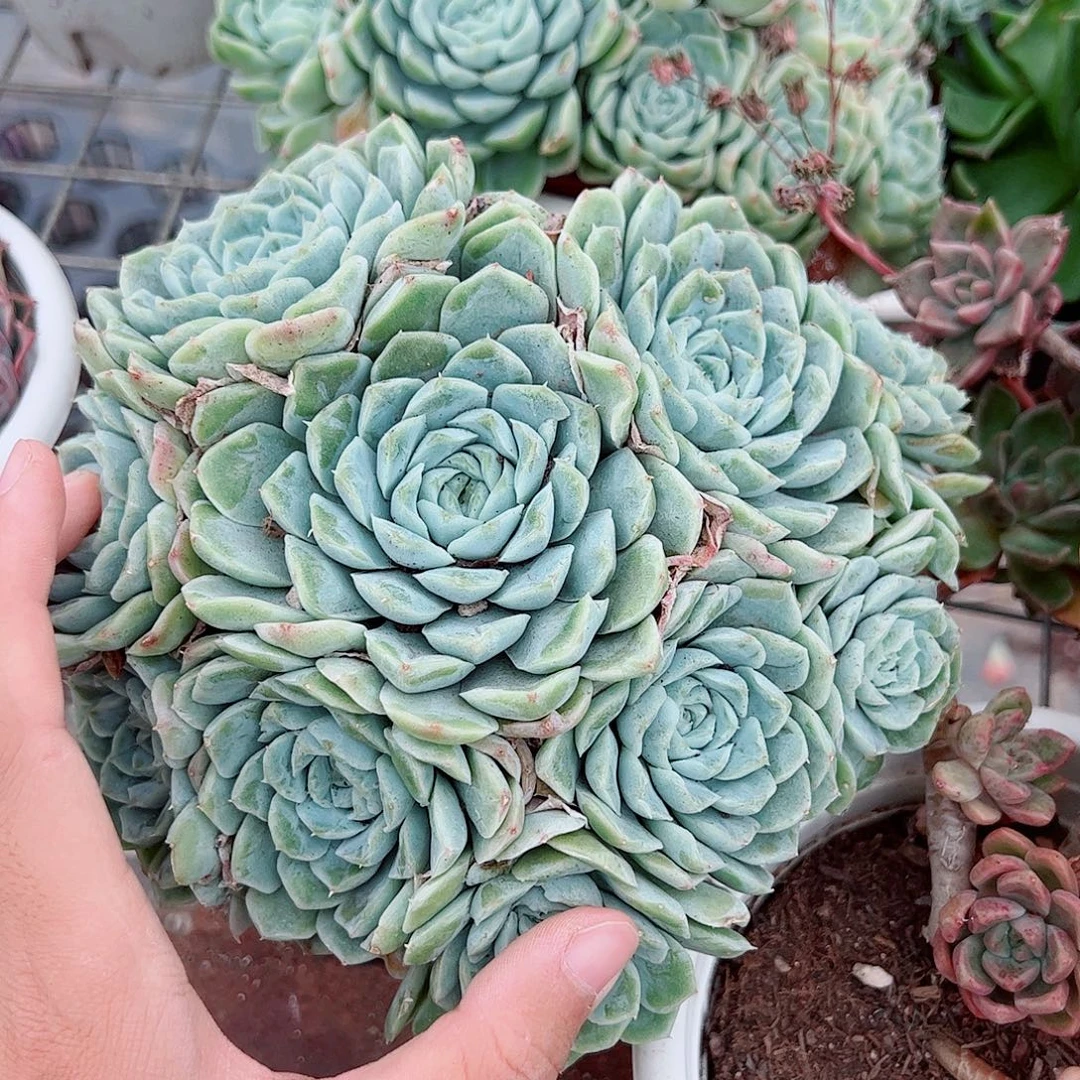 白月影多头造型精品特价