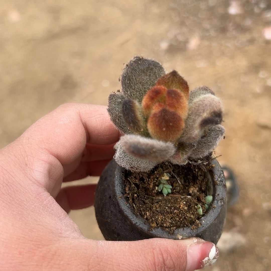 多肉植物多肉植物