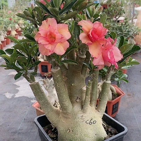 【闪购商品】当前无花朵，栽培后可花朵梅绿植