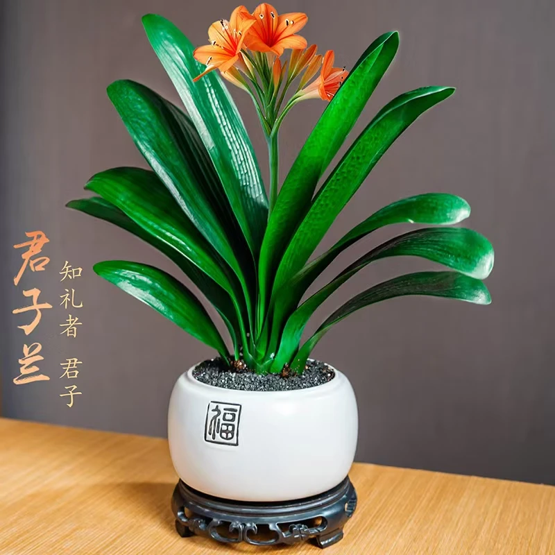君子兰盆栽室内外客厅四季常青好养植物盆景净化空气观花花卉绿植