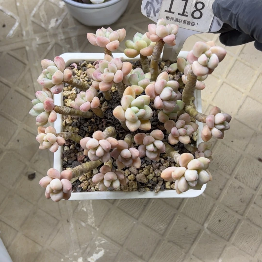 红陶树****?118号多肉植物