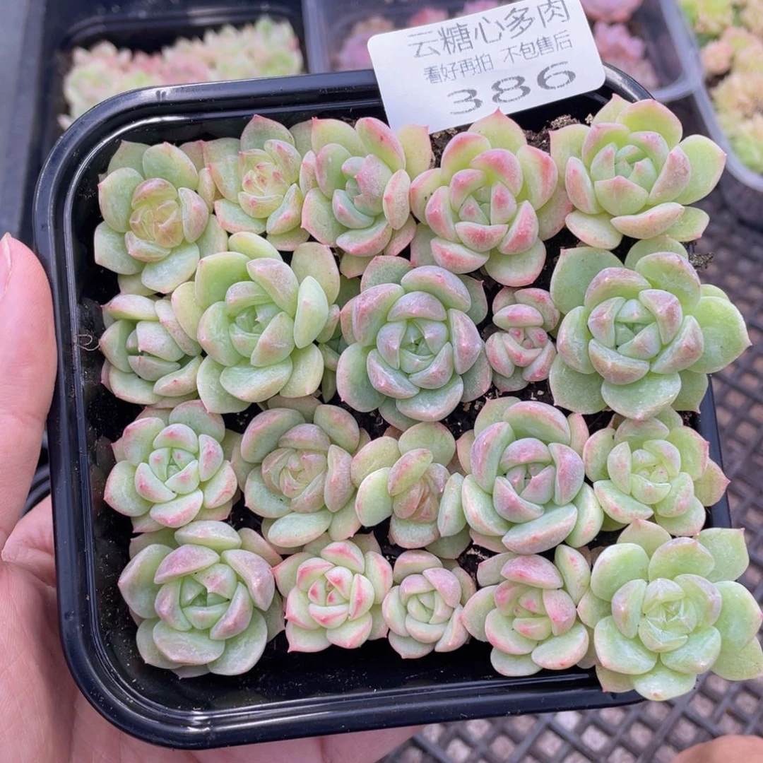 云糖心多肉植物386