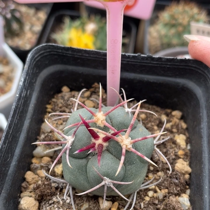 实生高木菲冠龙0267