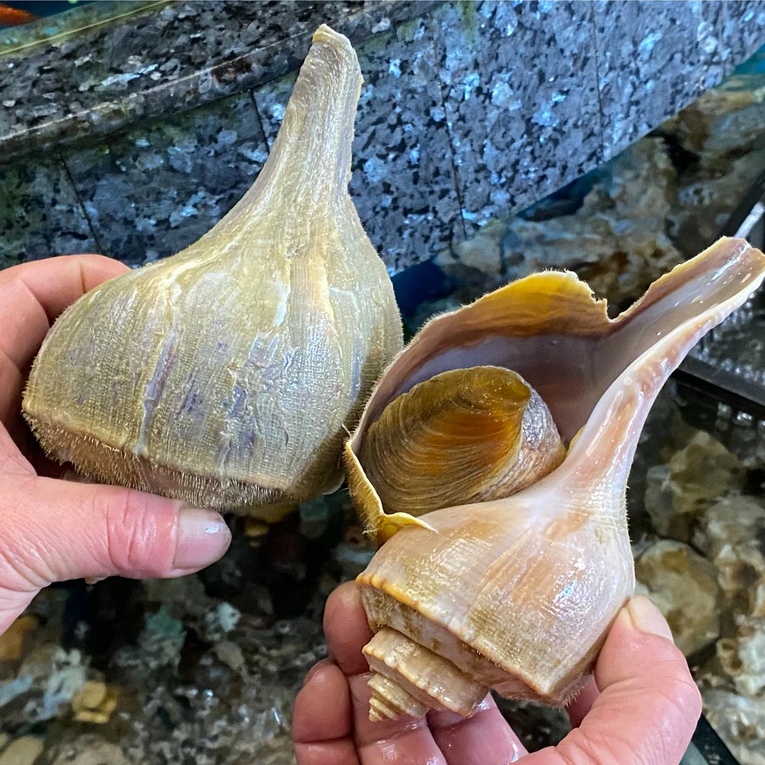 【鲜活】美国响螺/约9两1只