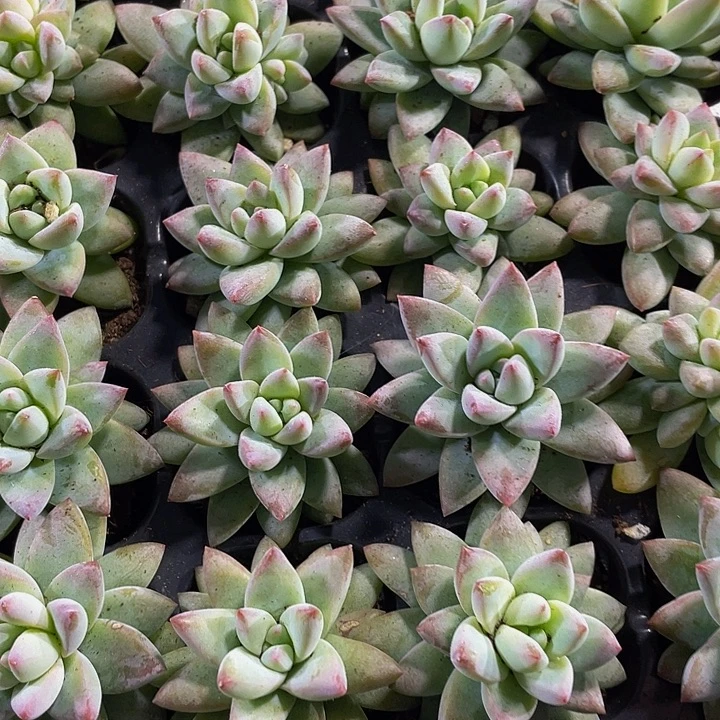 小树冰1元带土发过