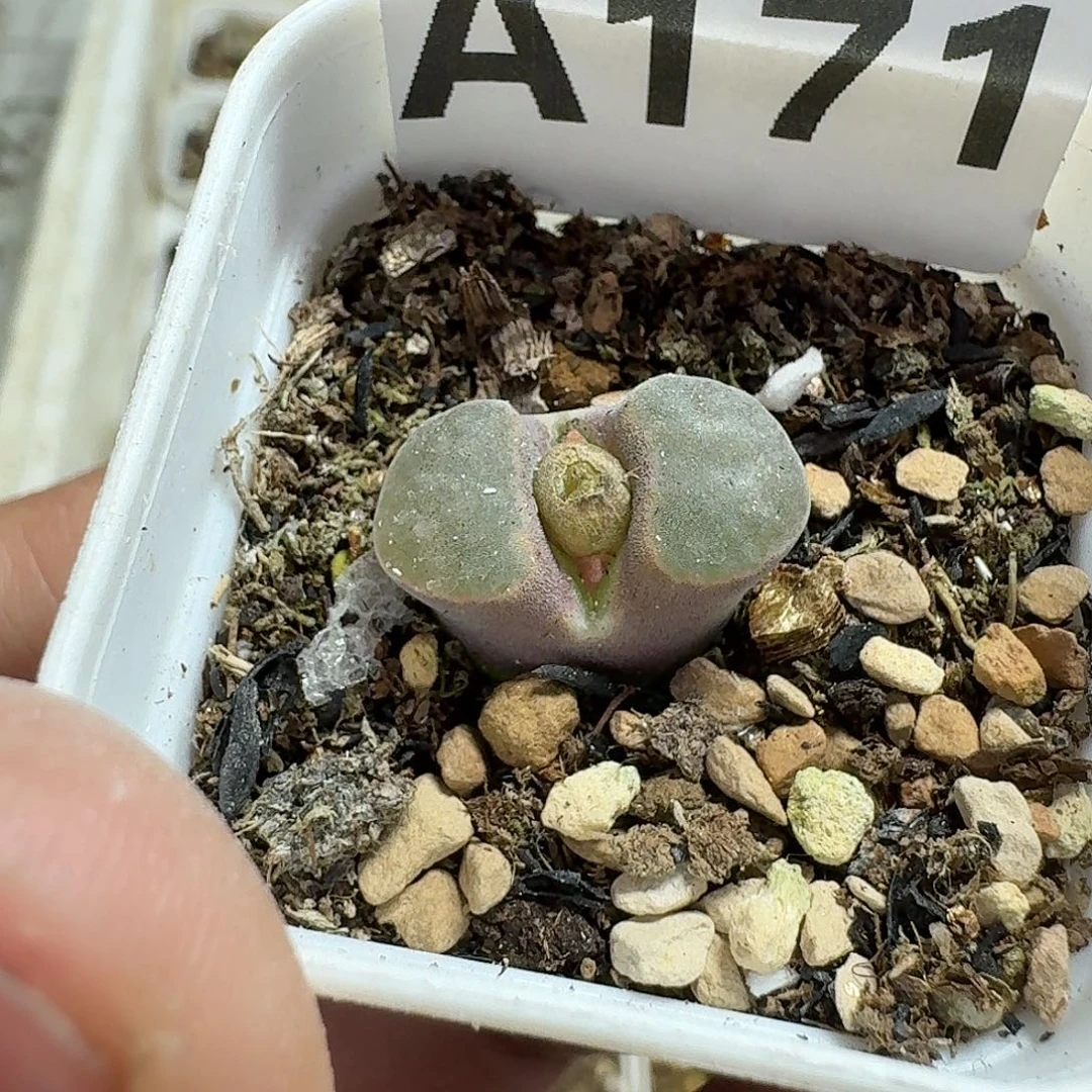 171多肉植物多肉植物