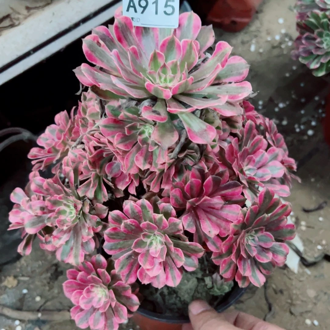 915铜壶超白多肉植物法师
