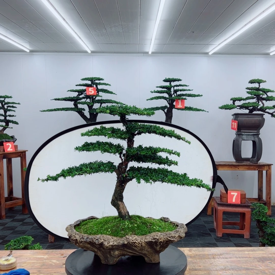 无花朵777777777777