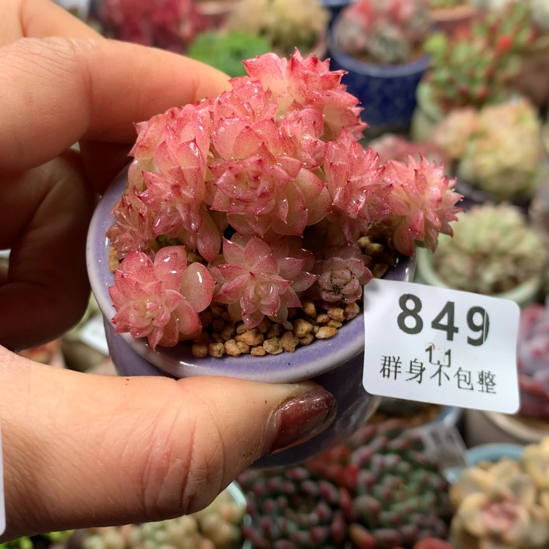 精控拇指盆1.1849