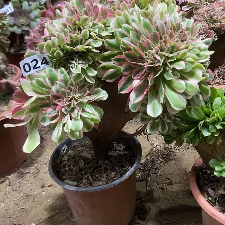 024粉女巫老庄缀化特价