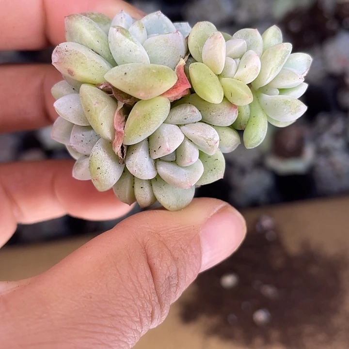 一物一拍满18包邮