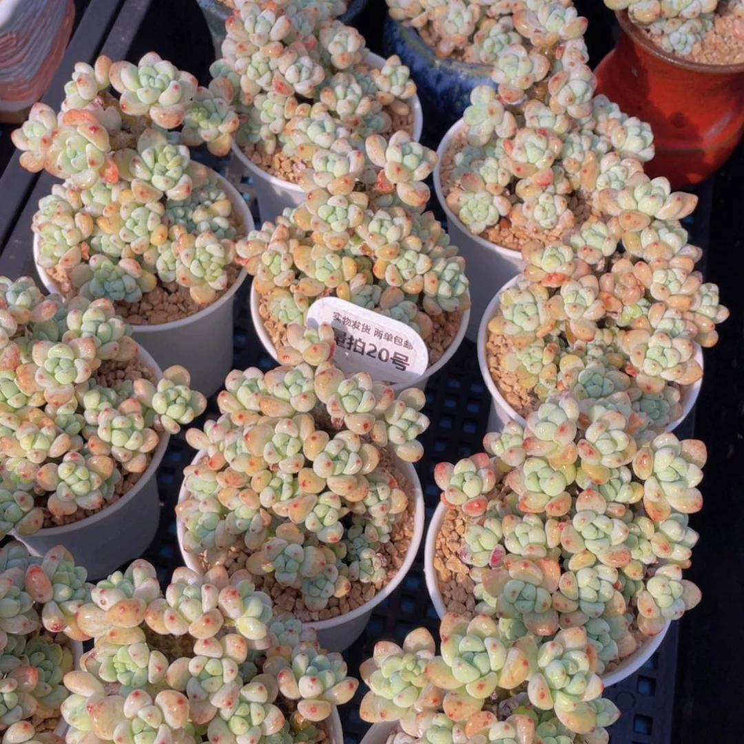 量拍20号果冻罗琦老桩大群生一个