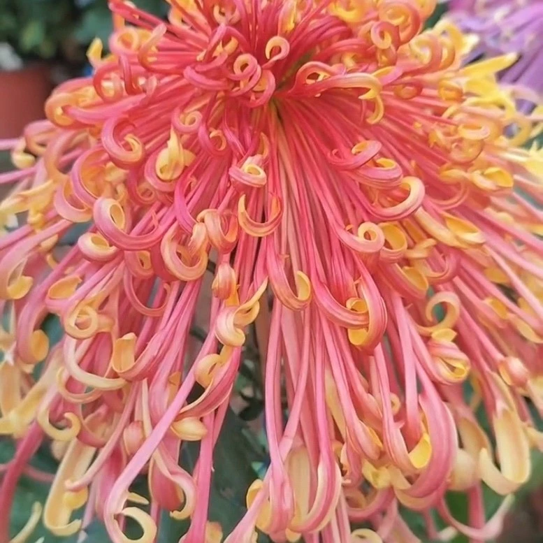 盘龙舞凤大菊苗 5 棵