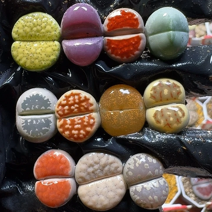 生石花1121222。   161