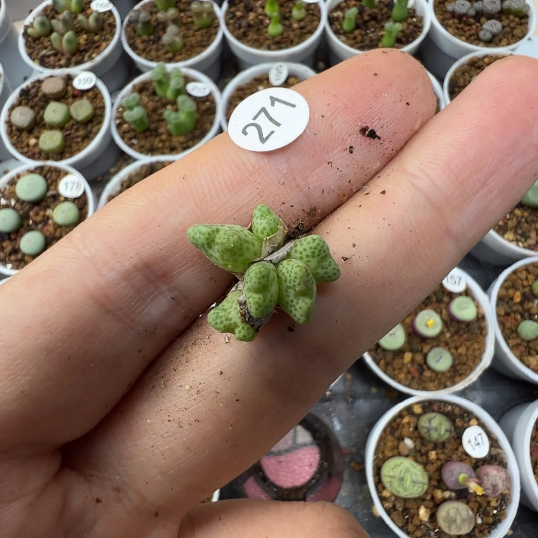 鹿角6头补差脱土2710000