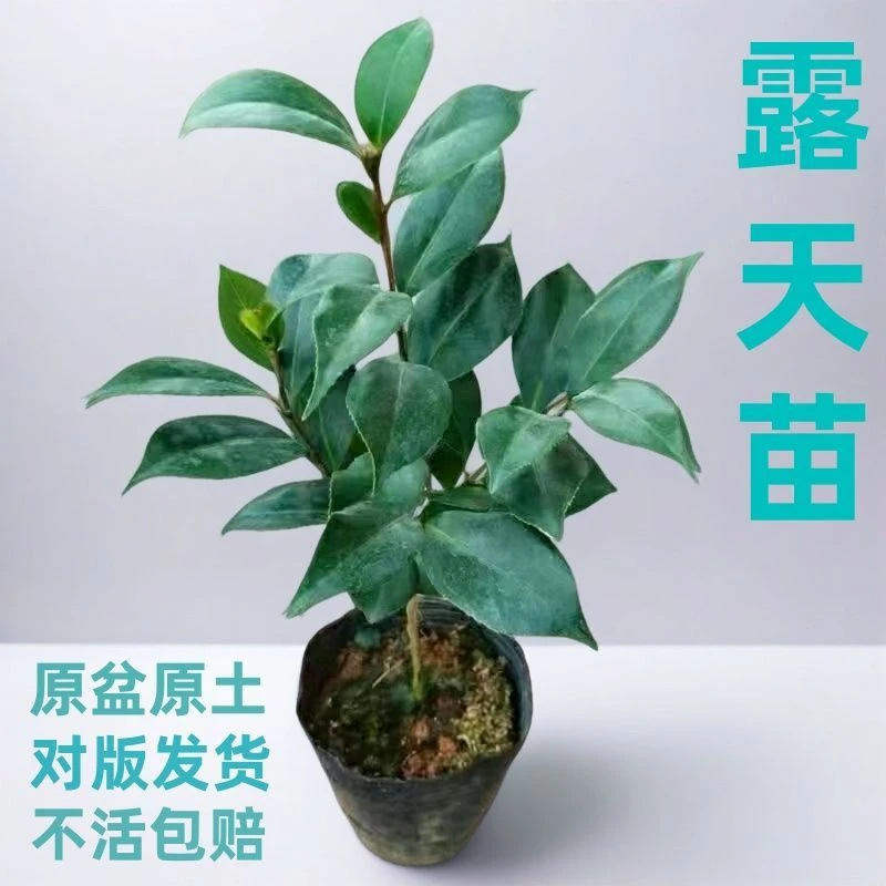 五色赤丹香妃中国红茶花树苗浓香型花苞盆栽耐寒花卉月季花盆栽