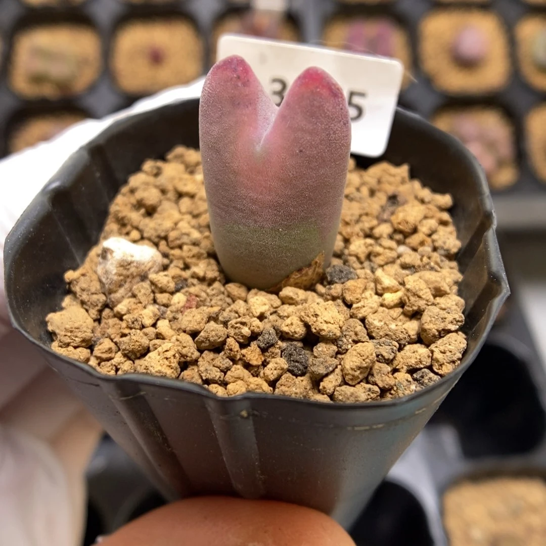 多肉植物肉锥杂交K-3675 粉将杂 厚绒