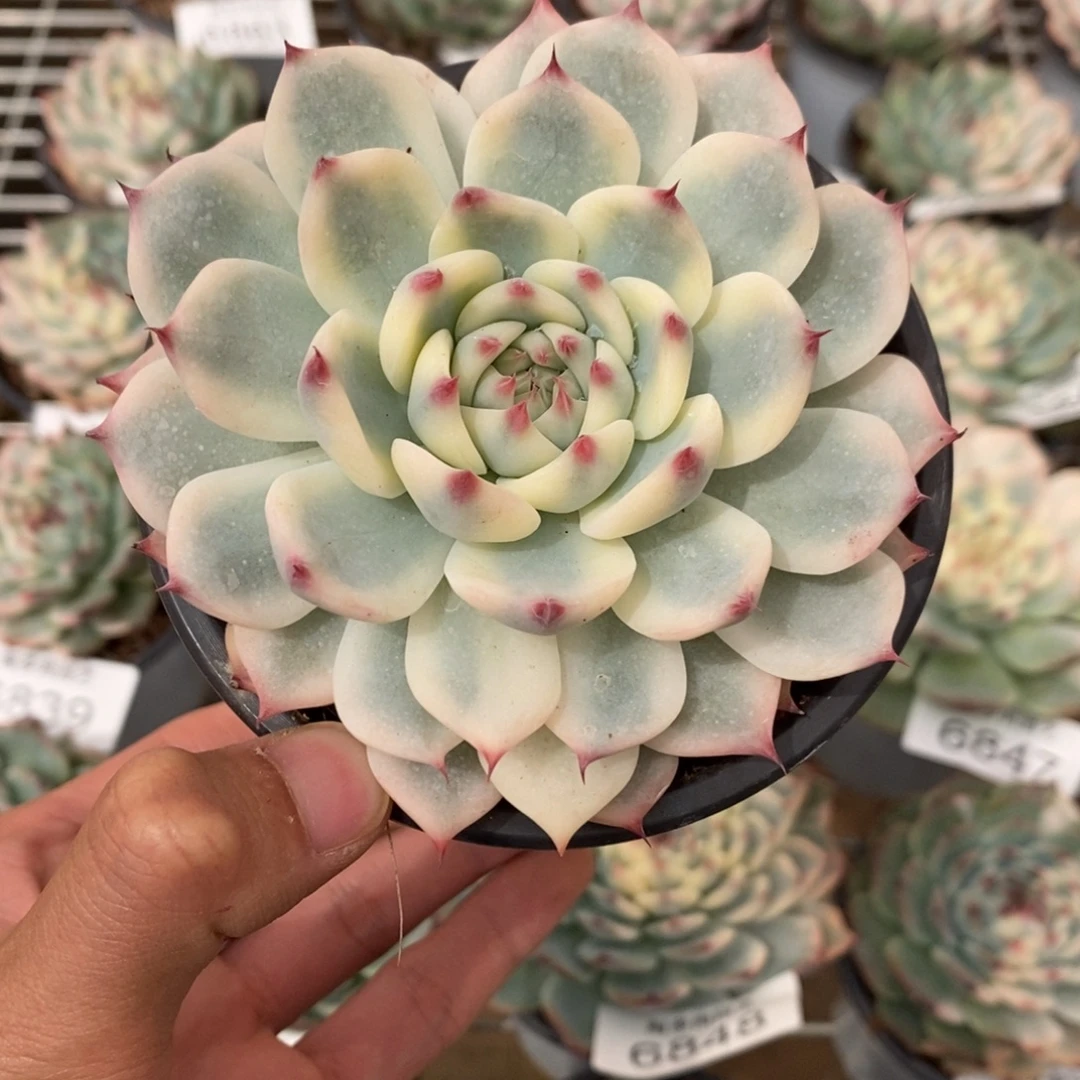 吉娃娃锦多肉植物6873