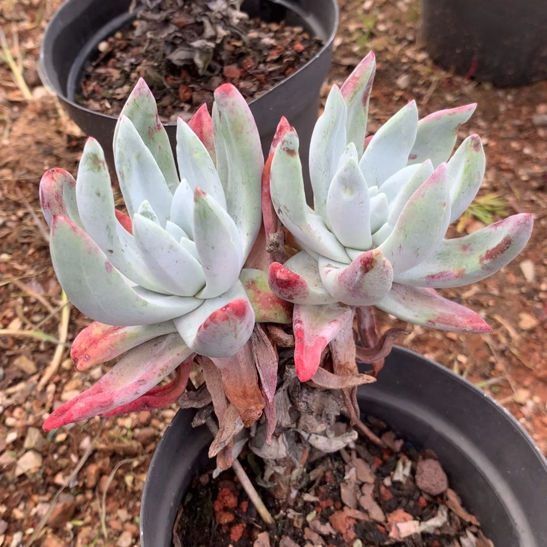 花**迷初霜，多肉植物