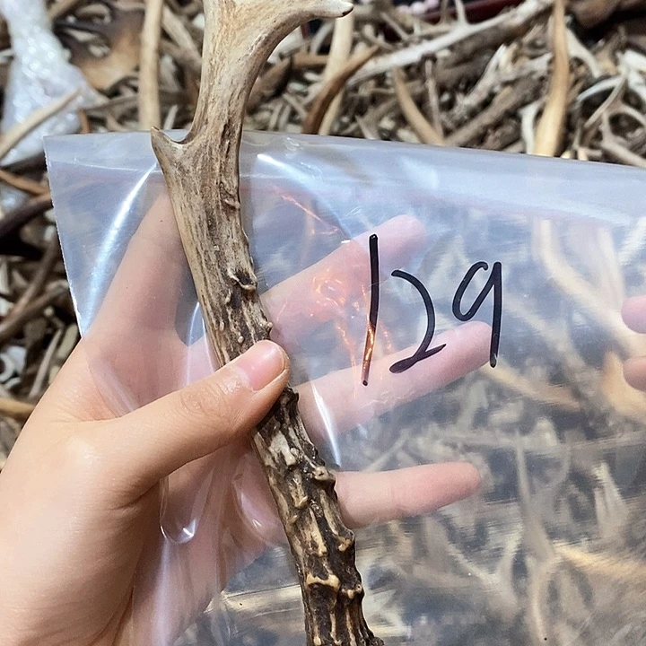 鹿角鹿角鹿看鹿角鹿角