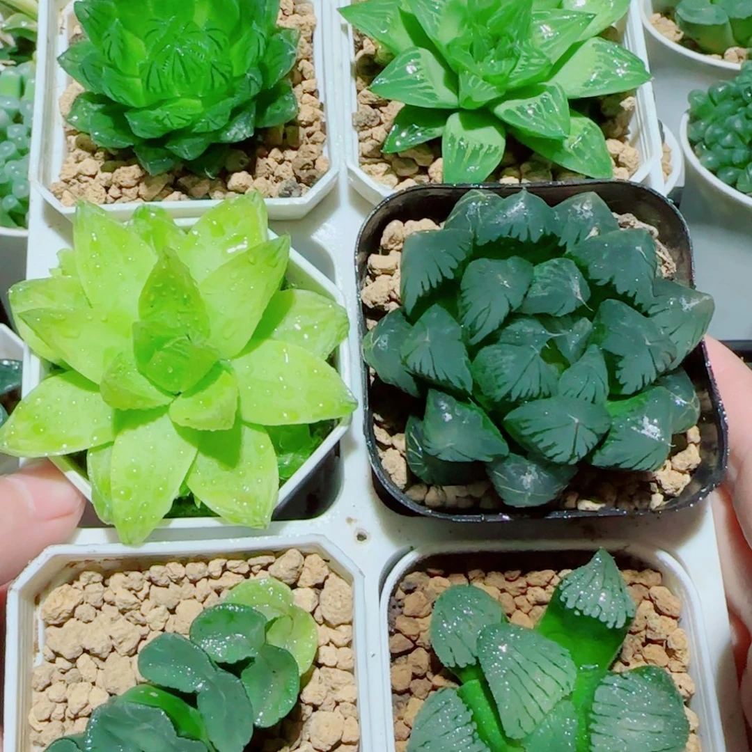 6盆玉露多肉植物组合