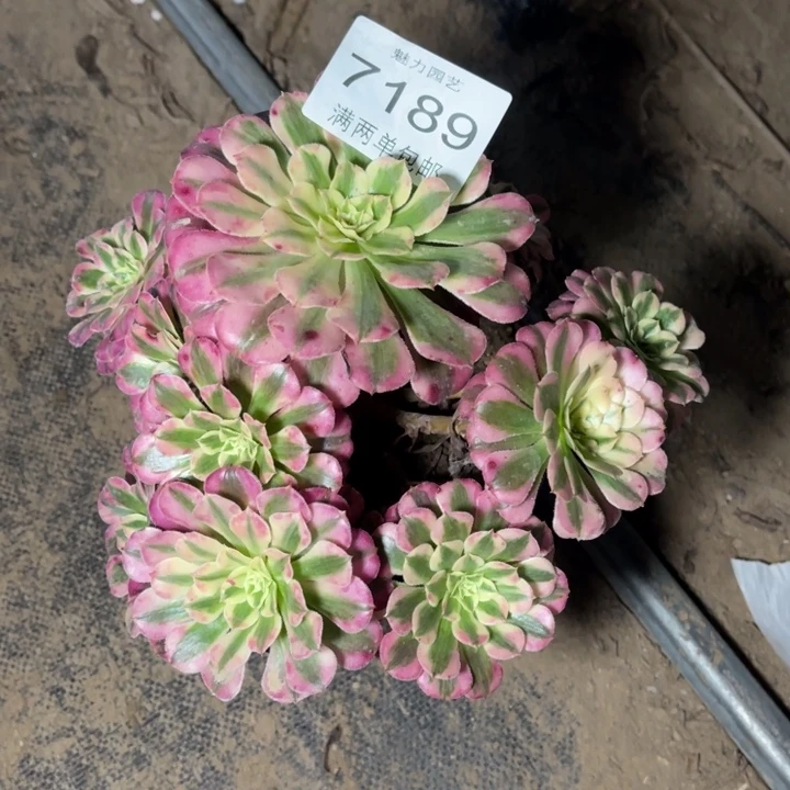 7189红铜的人多肉的