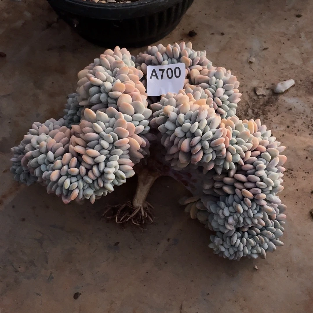 小***云700多肉植物多肉植物