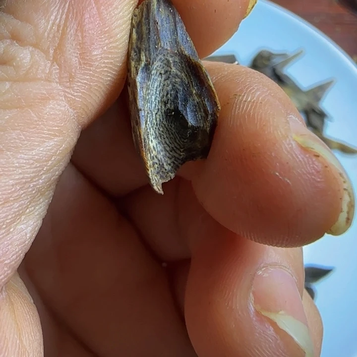 阳***️线香棋楠3克，以实物为准