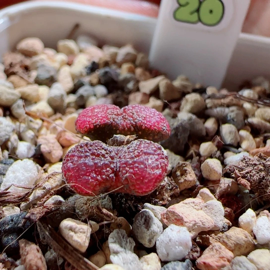 涂****呀六一福利 快乐至上。  肉锥