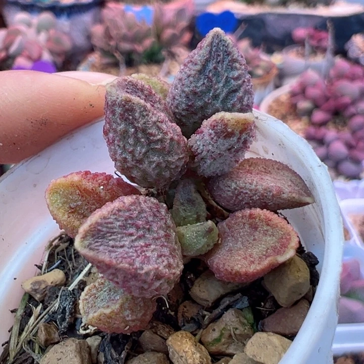 始****华好喜欢好可爱哦宝宝