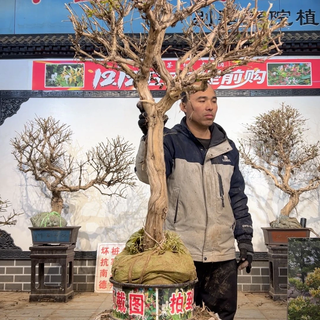 高***云无花朵金银花5555555888888888