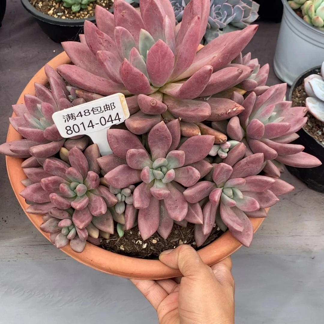 五*夏悦多肉0816-44桃花源