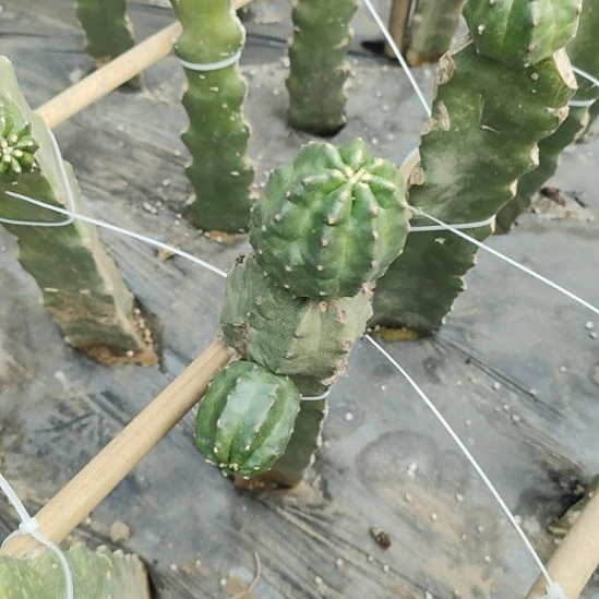 仙人球鬼见城侧芽