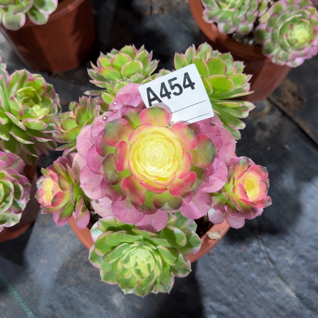 吉***喆海仙多肉法师a454