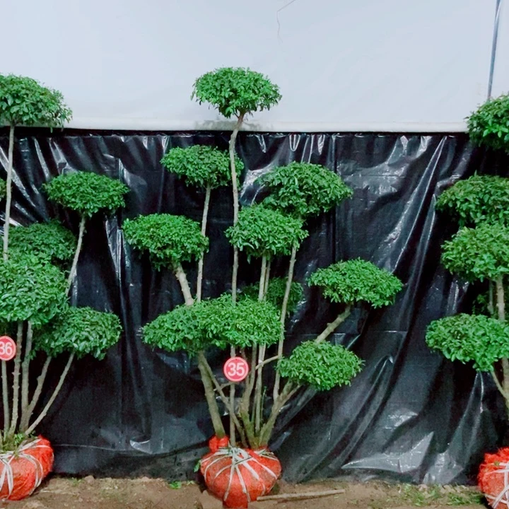 无花朵一物一拍一个一个