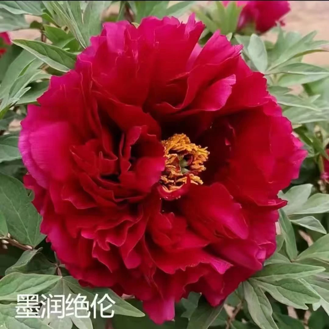 【墨润绝伦】原盆原土发货，洛阳原产地直发
