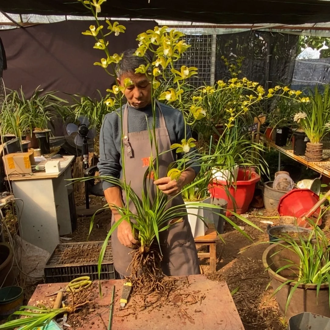 完全开放19青和素虎头兰