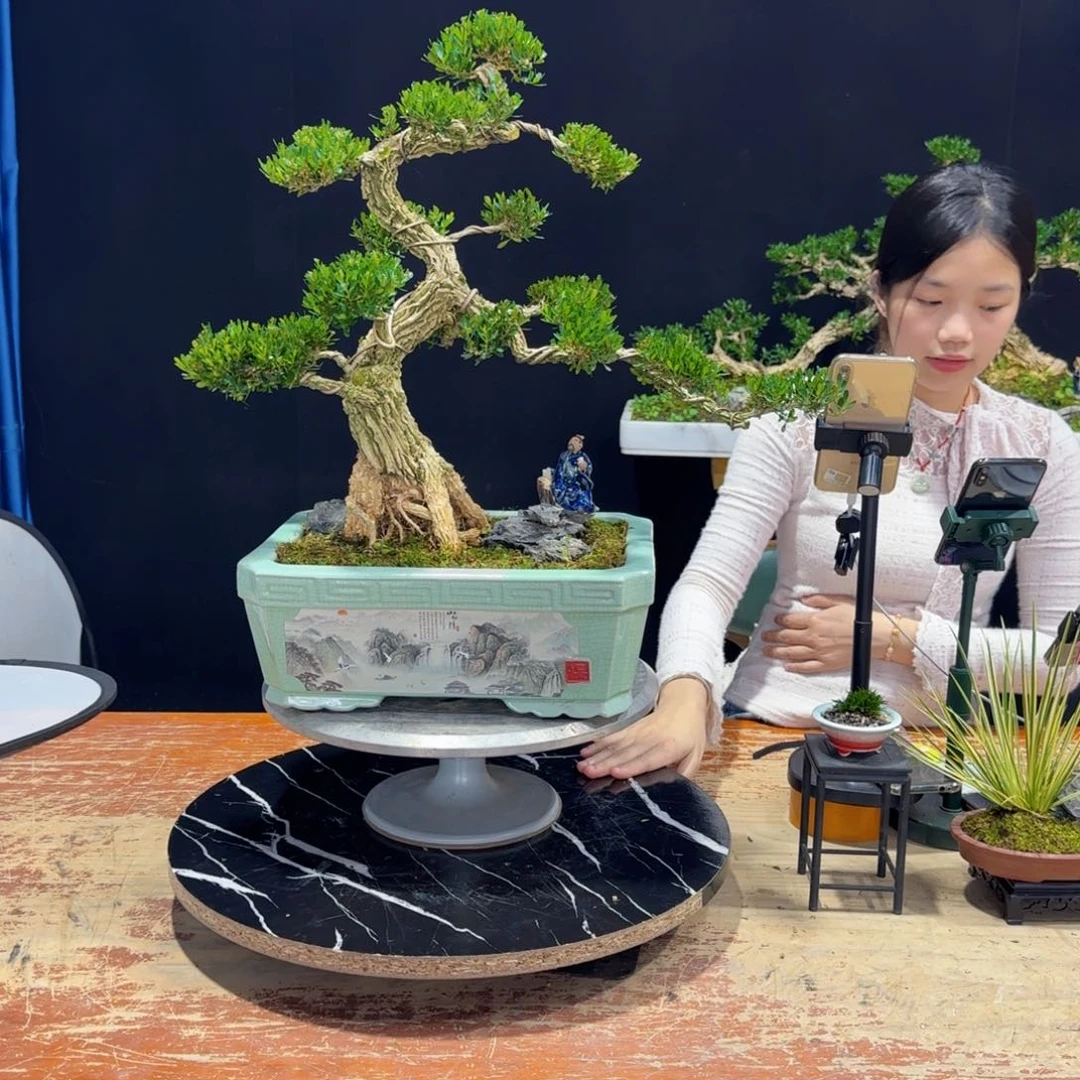 黄杨室内室外好养