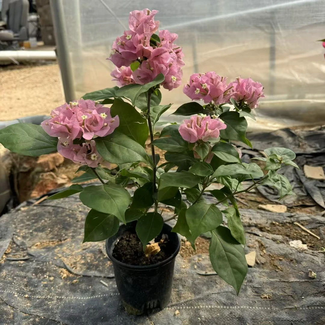 【红粉佳人】三角梅经典粉色系基地直发原盆阳台庭院网红款四季勤花