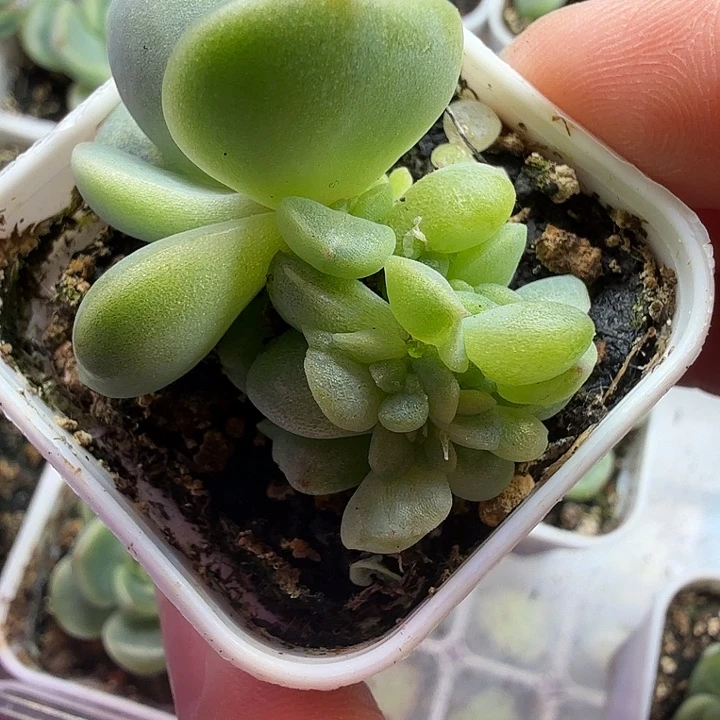 楼兰叶插苗一物一拍