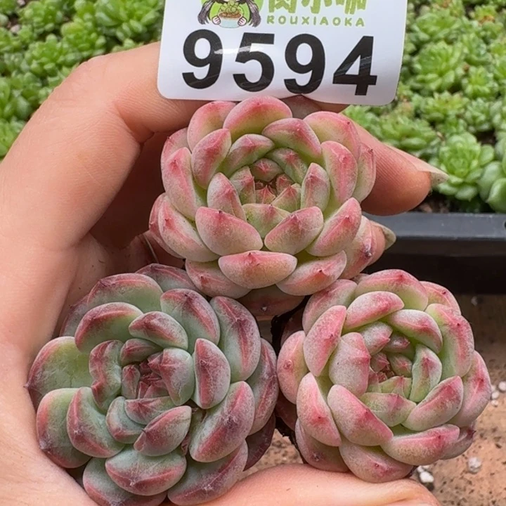 当前无花朵，栽培后可花朵多肉植物多肉植物