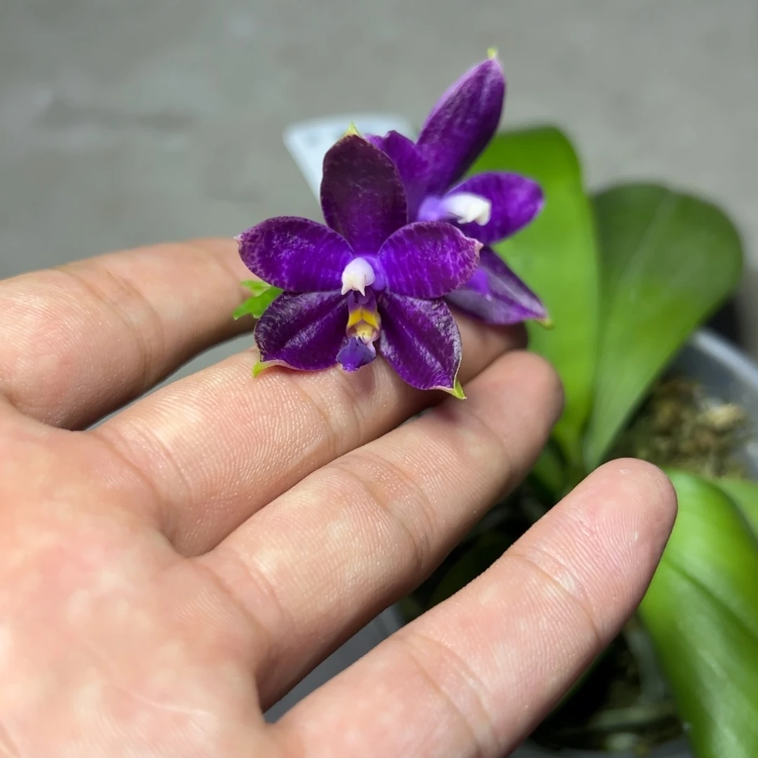 完全开放l375三寸柳林3620