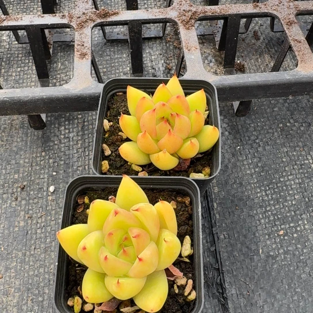 kk东云黄色两颗12-27