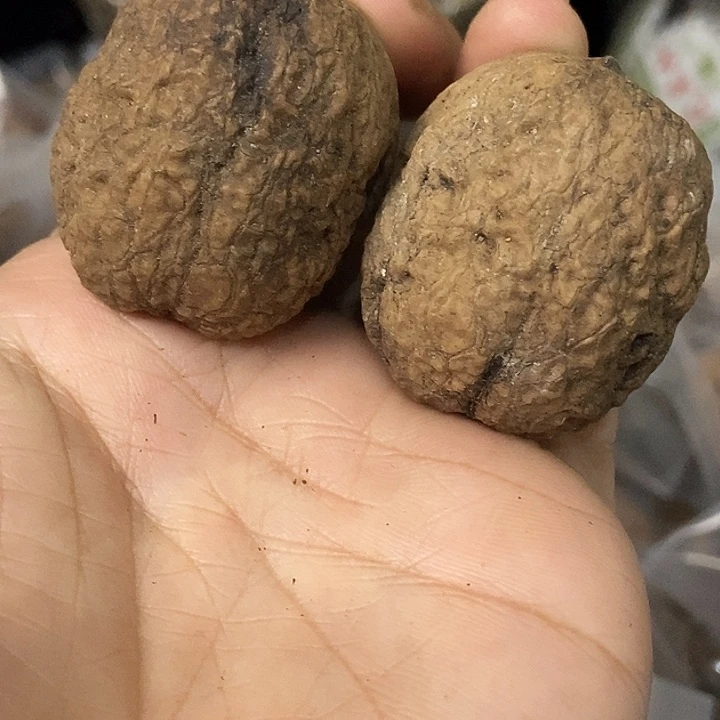 文玩核桃把件云南铁核桃基地77